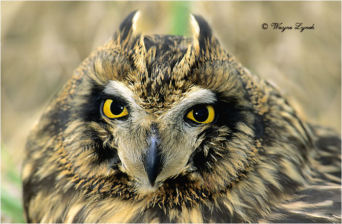 Short-eared Owl 110 by Dr. Wayne Lynch &copy;